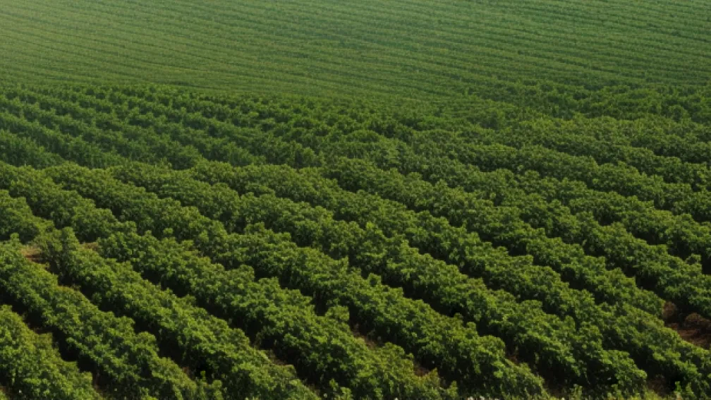 Revoluție în agricultură: inteligență artificială, drone și big data în serviciul fermierilor