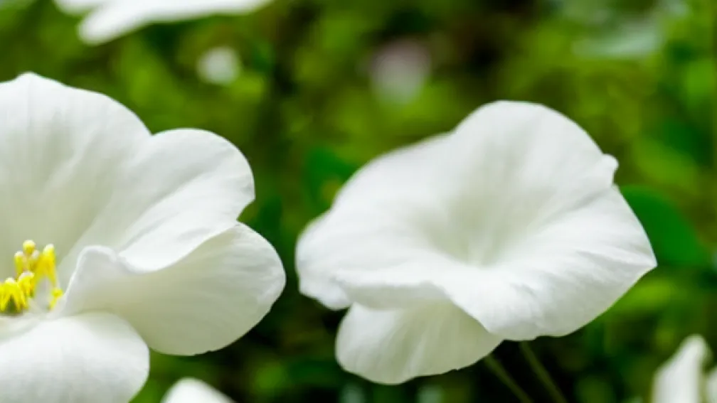 Top 3 Deodorante Cremă Naturale și Eficiente pentru Bărbați și Femei: Protecție 100% Garantată
