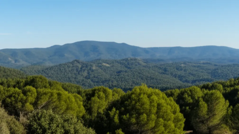 Populația de mistreți din Collserola, redusă la jumătate: «Conștientizarea cetățenilor a fost esențială»