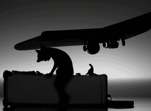 Curtea de Justiție a UE analizează: Este pierderea unui animal în avion egală cu pierderea bagajului? Compensațiile de la companiile aeriene, sub semnul întrebării