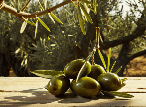 Uleiul de măsline aragonez vândut la Londra, dar ignorat în Zaragoza: Povestea soiurilor pe cale de dispariție