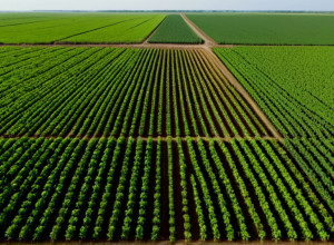 Conflict în Columbia: Ghișeele de Afaceri se Opun Noilor Zone de Protecție Agricolă