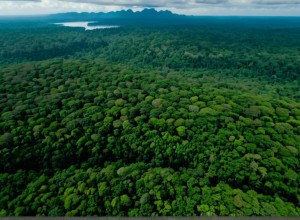 Impactul Uman A Modificat Istoria Evolutivă a Amazoniei, Arată Un Nou Studiu