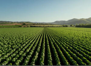 COP30: Tranziția climatică justă, cheia eradicării foametei și sărăciei