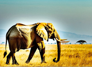 Parcul Național Serengeti