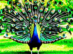 Madrid extinde măsurile împotriva gripei aviare după descoperirea unui păun infectat în parcul El Retiro