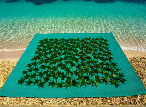 Transformarea algelor sargassum: Oportunități economice și ecologice pentru Caraibe