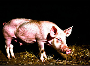 Pesta Porcină Africană: Expertul avertizează asupra creșterii cazurilor în Spania