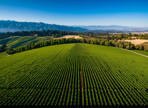 Silicon Valley: Inovații și impactul lor asupra economiei globale