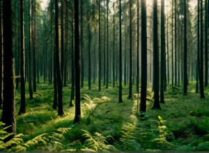 Misterul Pădurii Dispărute