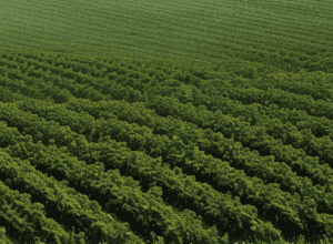 Revoluție în agricultură: inteligență artificială, drone și big data în serviciul fermierilor