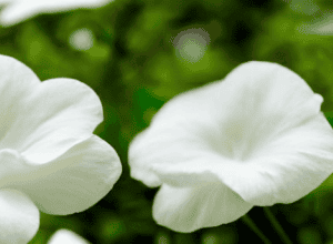Top 3 Deodorante Cremă Naturale și Eficiente pentru Bărbați și Femei: Protecție 100% Garantată
