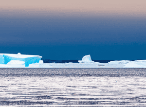 Invazie de Pestă în Coloniile de Pinguini din Antarctica: Oamenii de știință în Alertă