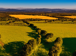 Investigație Judiciară Deschisă în Andaluzia privind Megacentralele Solare din Jaén: Impact asupra Mediului și Agriculturii