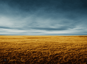 “Hipnocrația”: Regimul somnului indus de Trump și Musk