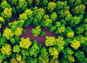 Naturgy: Ofertă răscumpărare și negocieri Taqa