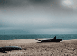 „Una ballena”: Film noir spaniol cu tente fantasy