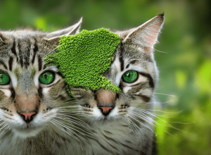 Catnip și plantele adorate de pisici: beneficii