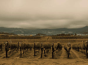 Bodegas Marqués del Atrio: Deschidem în Miami și ne uităm la alte piețe