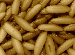 Alertă AESAN: Listeria în anșoa în ulei și usturoi