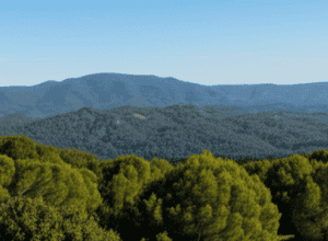 Populația de mistreți din Collserola, redusă la jumătate: «Conștientizarea cetățenilor a fost esențială»