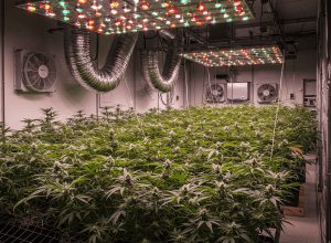 Lupta împotriva marijuanei persistă în Catalonia: «Nu câștigăm»