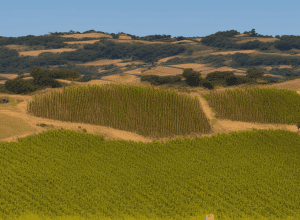 Quinta do Paral, o oază în Alentejo, Portugalia, între vinuri și câmpuri pentru relaxare