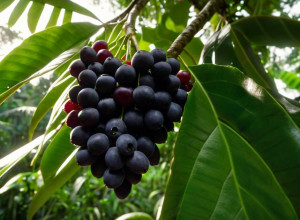 Açaí: "Aurul Negru" al Amazonului în fața Cererii Globale și a Provocărilor de Mediu