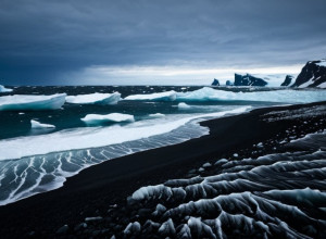 Gripa Aviară Devastă Populația de Elefanți de Mare din Georgia de Sud: Jumătate din Femele Au Dispărut