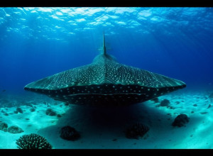 Simfonia oceanului: Secretele adâncurilor