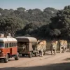 700 de animale fug de violența în Culiacán: tigri, elefanți și lei evacuați