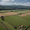 Gripa aviară în Brazilia: focarul amenință exporturile de carne de pasăre