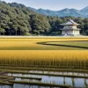 Ministrul Agriculturii din Japonia demisionează după ce a spus că are orez gratis