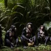 Cimpanzeii combină sunetele precum cuvintele umane: O fereastră către evoluția limbajului nostru