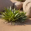 Descoperire uluitoare în Spania: "Fosila vie" Nomevés, o plantă rară, regăsită în Andaluzia după 40 de ani