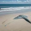 Apariții neobișnuite de pisici de mare pe plajele spaniole: experții investighează cauzele