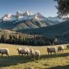 Proiect ambițios în Spania: Se dorește înființarea unei școli de ciobani în Valencia pentru a salva o meserie pe cale de dispariție