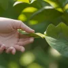 Lupta pentru un parc în Mexic: locuitorii din Tepotzotlán se opun construcției de instalații industriale