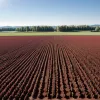Sensacultivo: Aplicația care revoluționează agricultura, economisind apă și crescând randamentul