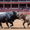 Corida fără substanță: O privire de ansamblu asupra evenimentului de la Las Ventas