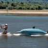 27 de delfini amazoni salvati in Bolivia: animalele au ramas blocate din cauza scaderii nivelului apei