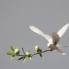 Europa cere Israelului și Iranului reținere pentru a evita o escaladare periculoasă