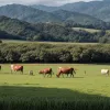 El Silencio: O fermă din Columbia cu 20 de ani de experiență în creșterea animalelor sustenabilă