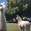 O lamă adoptată de carabinieri în Chile devine virală