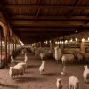 Maroc: Sărbătoare religioasă fără miei, o premieră în ultimele trei decenii din cauza secetei și a crizei economice
