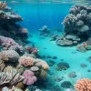 Columbia creează noi zone marine pentru protejarea coralilor din Marea Caraibilor