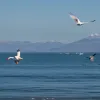 Cercetătorii din Chile detectează răspândirea gripei aviare la mamifere: o nouă amenințare?