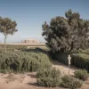 Viața sub asediu: Politica distruge natura și limba în Valencia