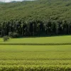 ONU trage un semnal de alarmă: Producția de cocaină în Columbia a crescut cu 53%