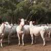 Criza viermelui de porc din Mexic continuă să afecteze animalele
